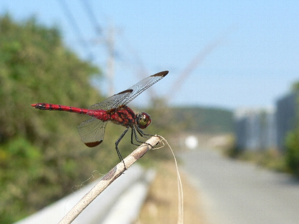 e0002314_21211914.jpg