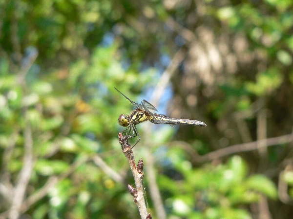 e0002314_21213381.jpg