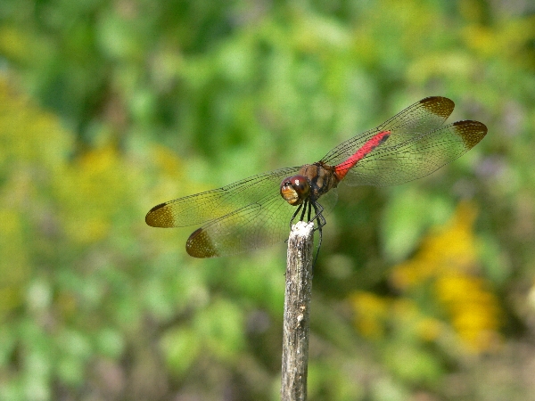 e0002314_21214774.jpg