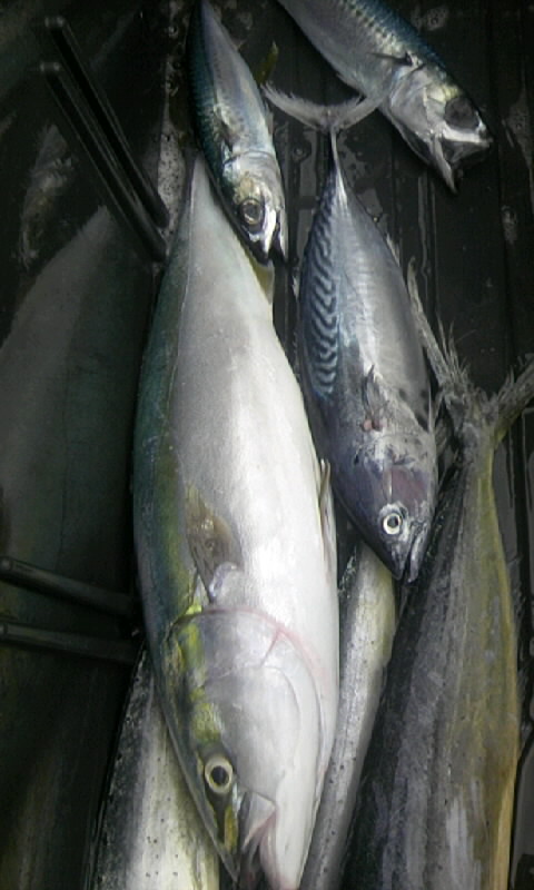 f0125225_1433376.jpg