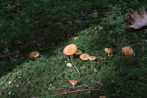 b0138370_1135216.jpg