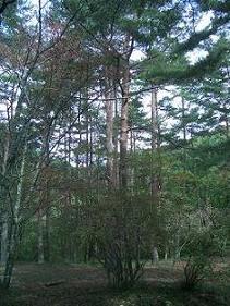 f0229275_2154942.jpg