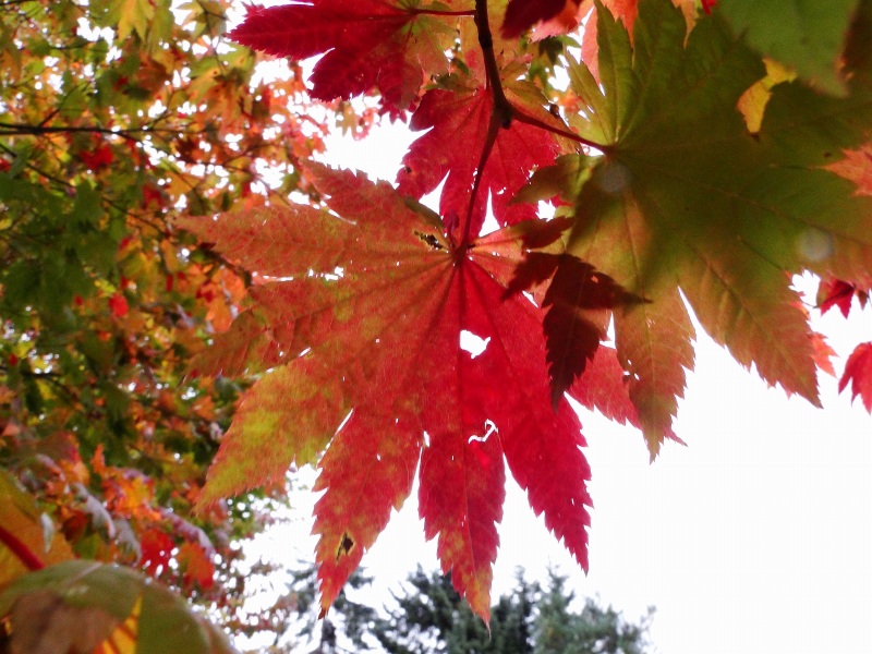 c0183777_2031741.jpg