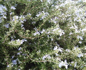 f0237680_1542553.jpg