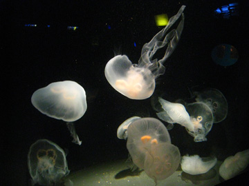 f0068883_133079.jpg