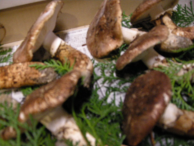a0056898_8555916.jpg