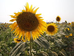 a0157619_22255221.jpg