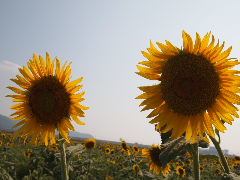 a0157619_22263936.jpg