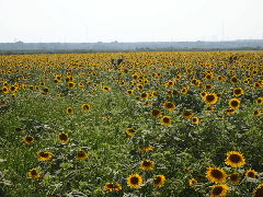 a0157619_2226937.jpg