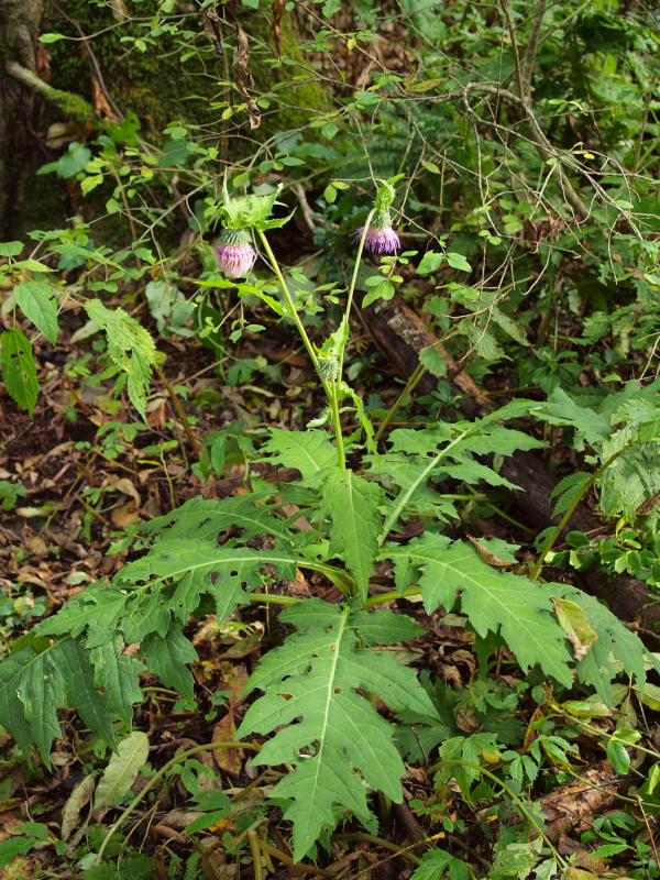 c0085622_2235623.jpg