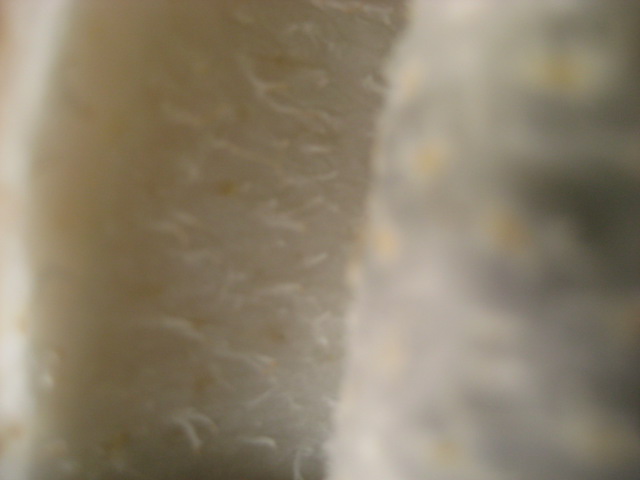d0147727_19235845.jpg