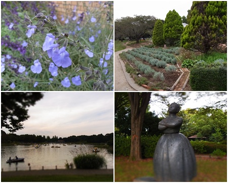 昭和記念公園水鳥の池東側