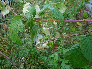 e0004756_10191361.jpg