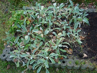e0004756_1028499.jpg