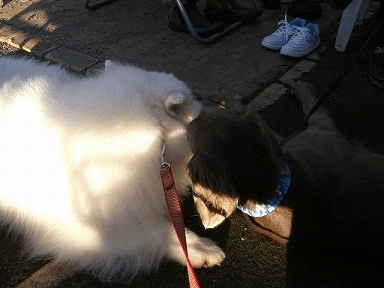 e0176159_14344017.gif
