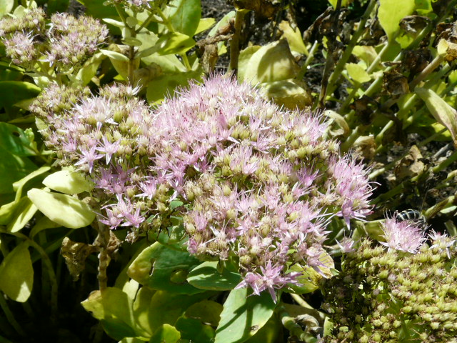 e0145782_16215692.jpg