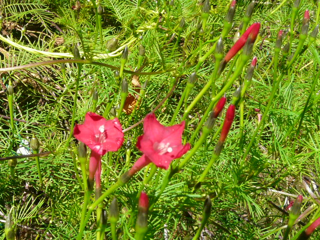 e0145782_16303142.jpg