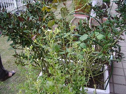 a0142083_10511427.jpg