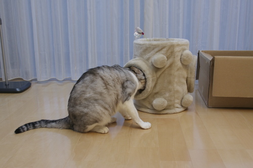 のぞき込むお坊ちゃん