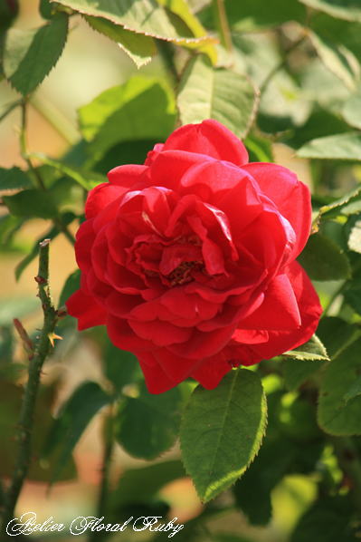 d0001008_19385541.jpg