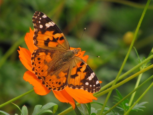 d0037110_22374766.jpg