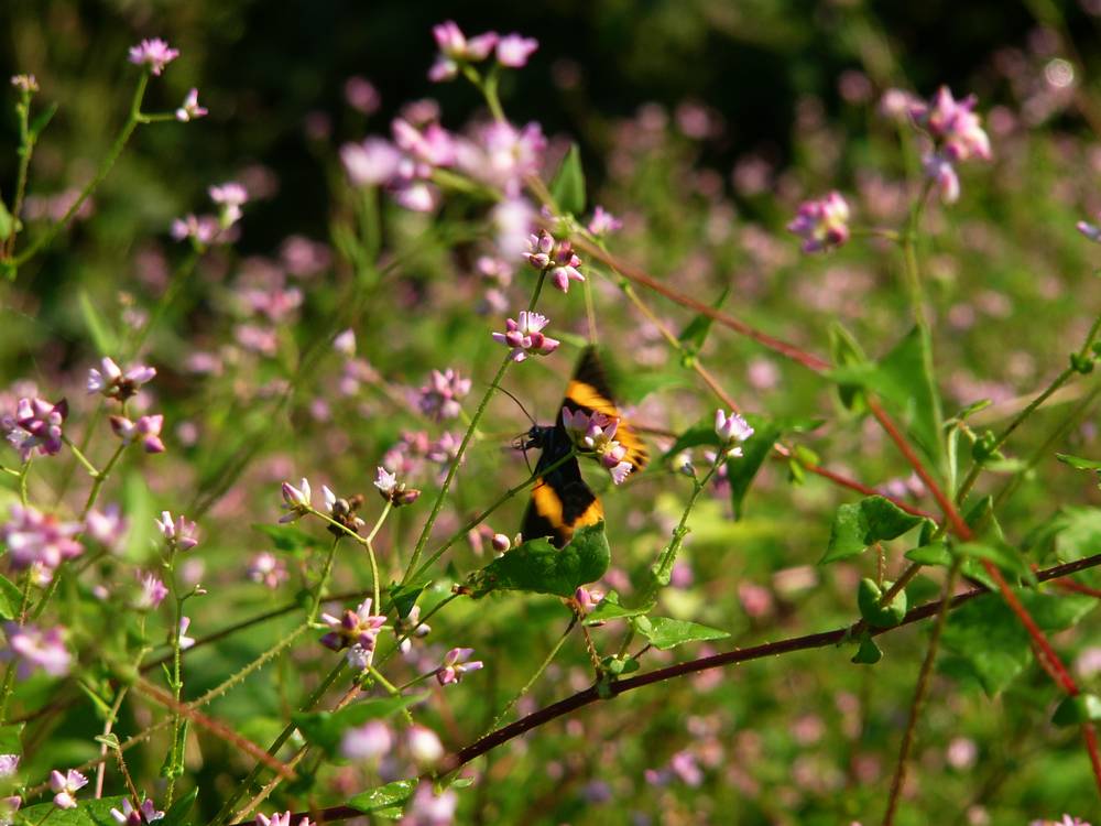 c0062511_23231787.jpg
