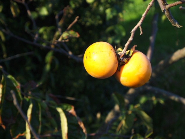 f0031722_1618100.jpg