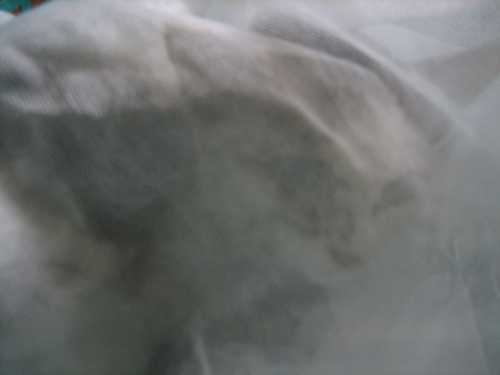 b0086939_1715738.jpg
