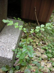 e0173743_23864.jpg