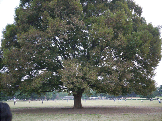 b0182846_13431062.gif