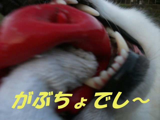e0176159_23153341.jpg