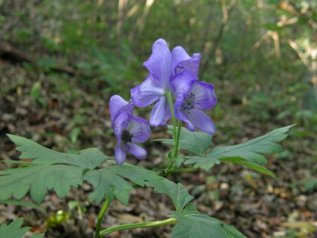 c0042869_7373280.jpg