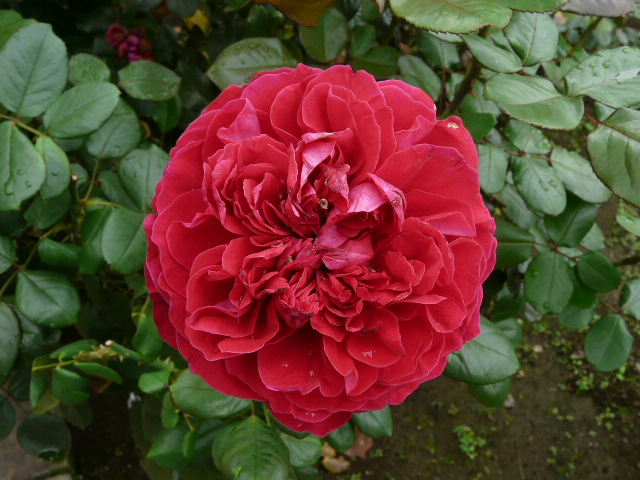 e0145782_182211.jpg