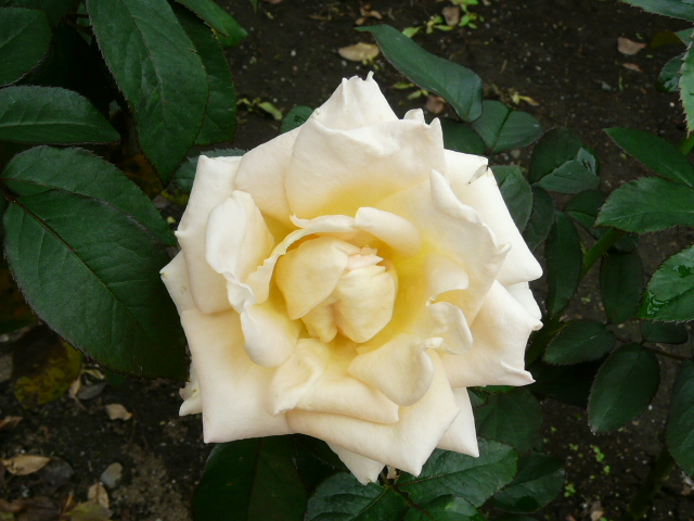 e0145782_1855822.jpg