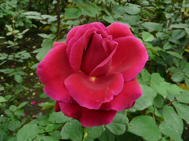 e0145782_1863786.jpg
