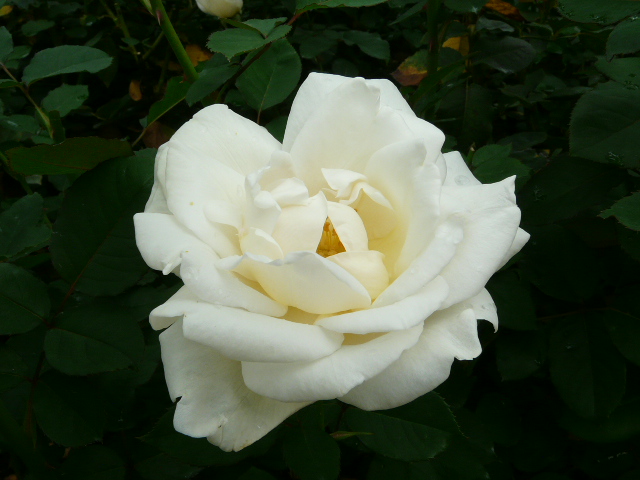 e0145782_187474.jpg