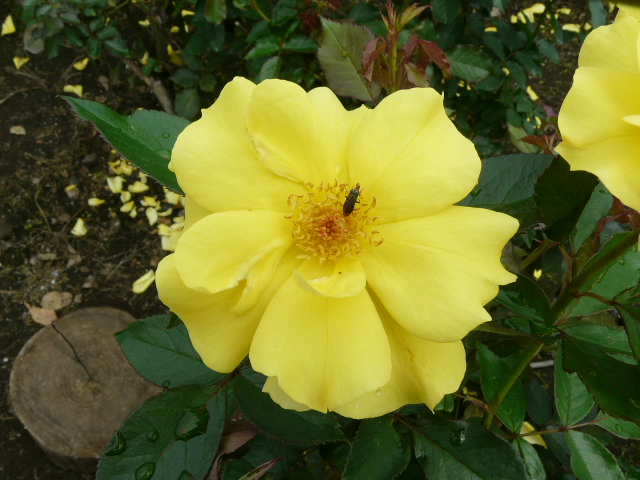 e0145782_1875832.jpg