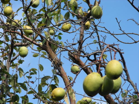 c0145299_1252688.jpg