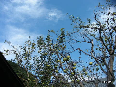 c0145299_125450.jpg