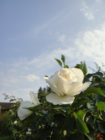 a0167803_235527.jpg