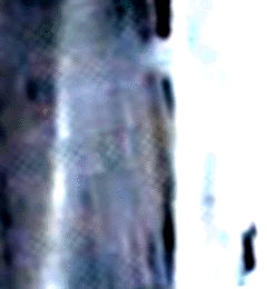 e0103408_1642615.gif