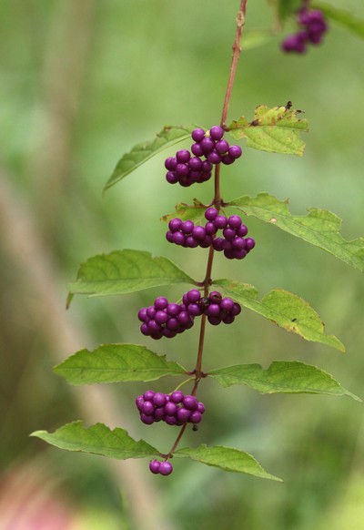 c0104227_1519730.jpg