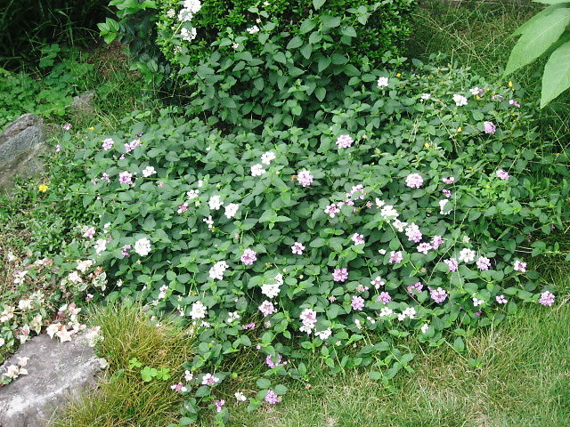 a0149240_10152512.jpg