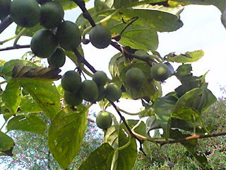b0042943_9444396.jpg