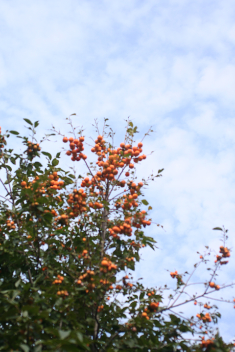 d0004651_729383.jpg