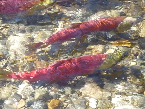 f0214562_6372117.jpg