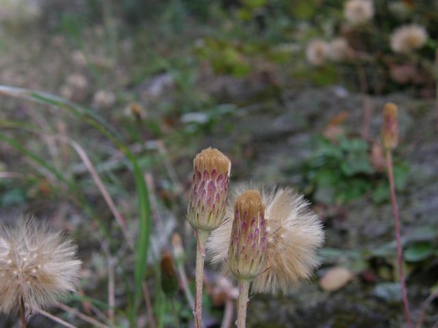 c0042869_1503731.jpg