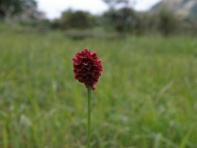 c0042869_15262564.jpg