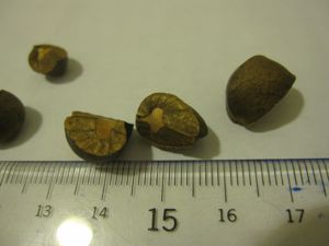 c0188178_7263643.jpg