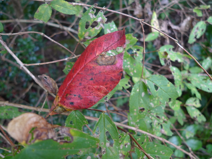 e0024081_2001564.jpg